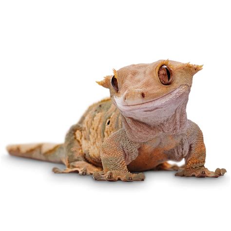 I'm new to <b>geckos</b> I've been researching and trying to learn more about them, that's why I posted here hoping for more insight from experienced people who have owned them. . Crested gecko petsmart